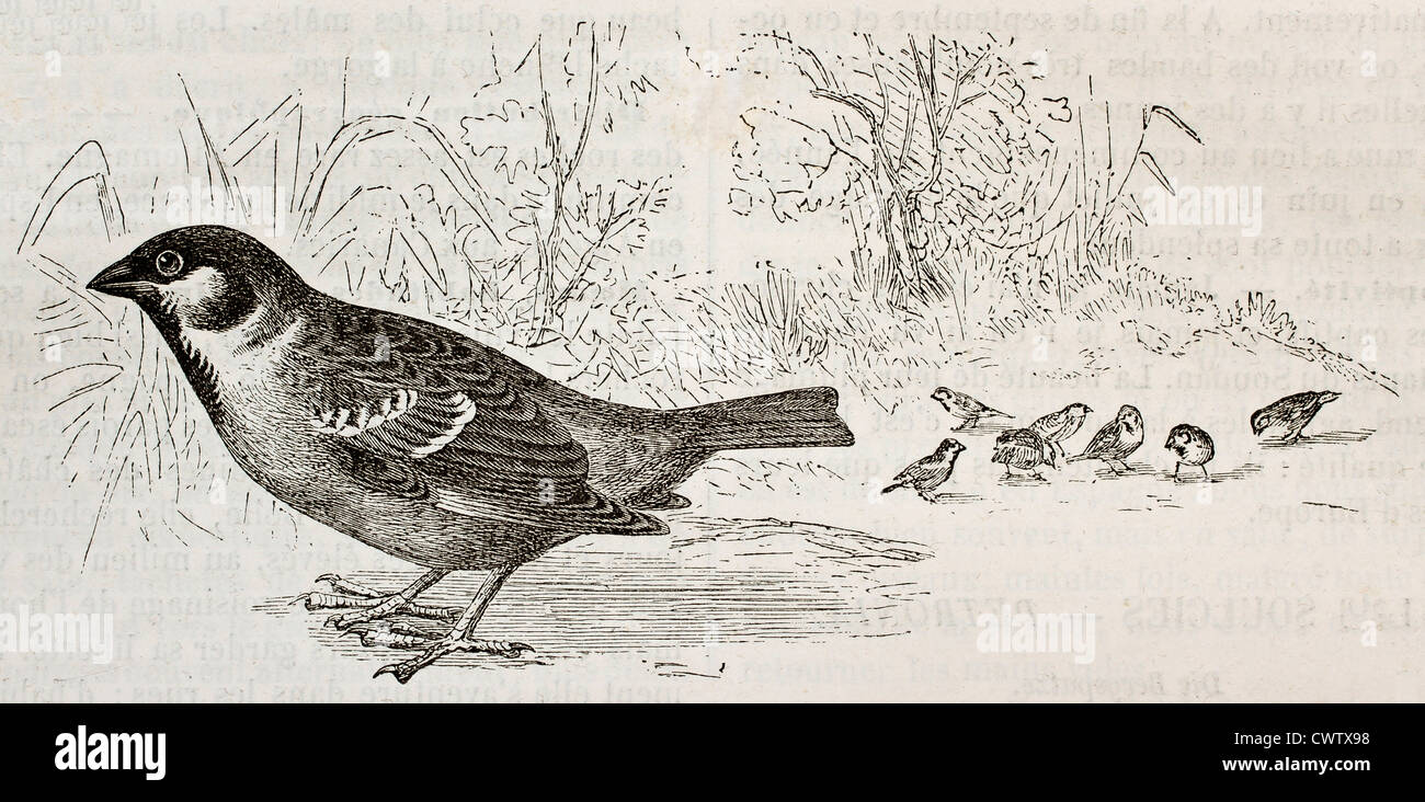 Eurasische Tree Sparrow Stockfoto