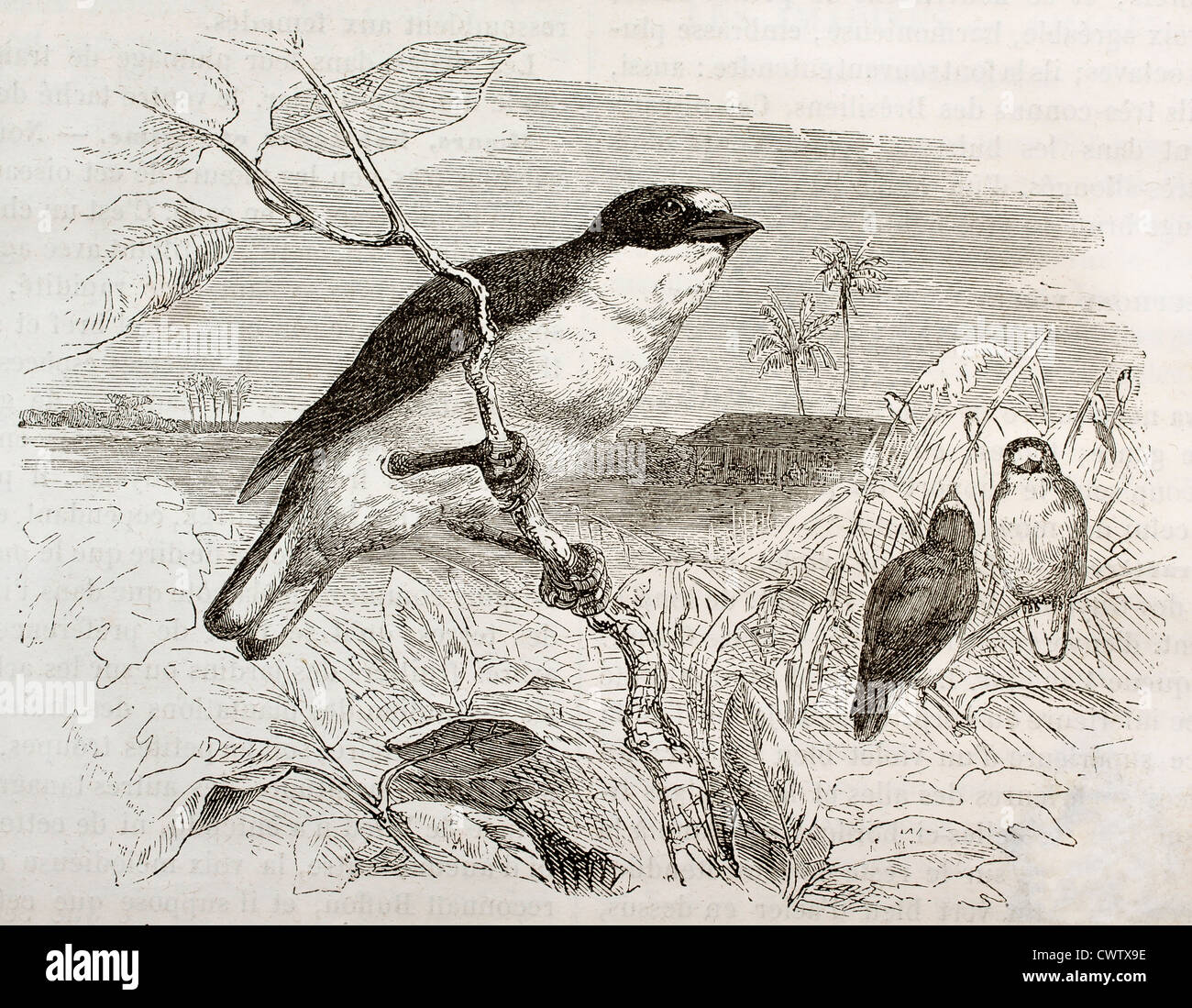 Euphonia arten Fotos und Bildmaterial in hoher Auflösung Alamy