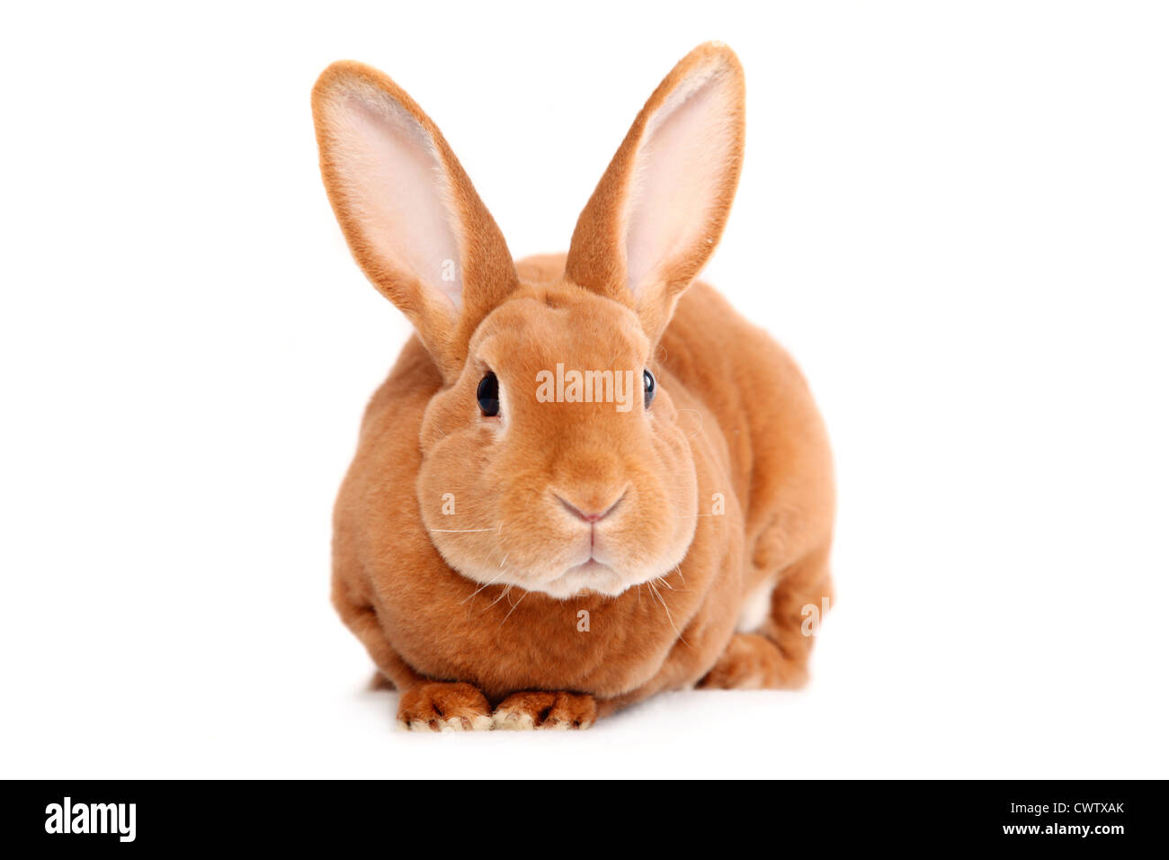 Kleinrex / Rex Bunny Stockfoto