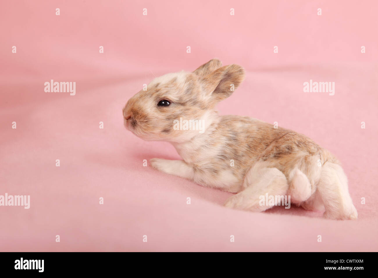 Kleinrex / Rex Bunny Stockfoto