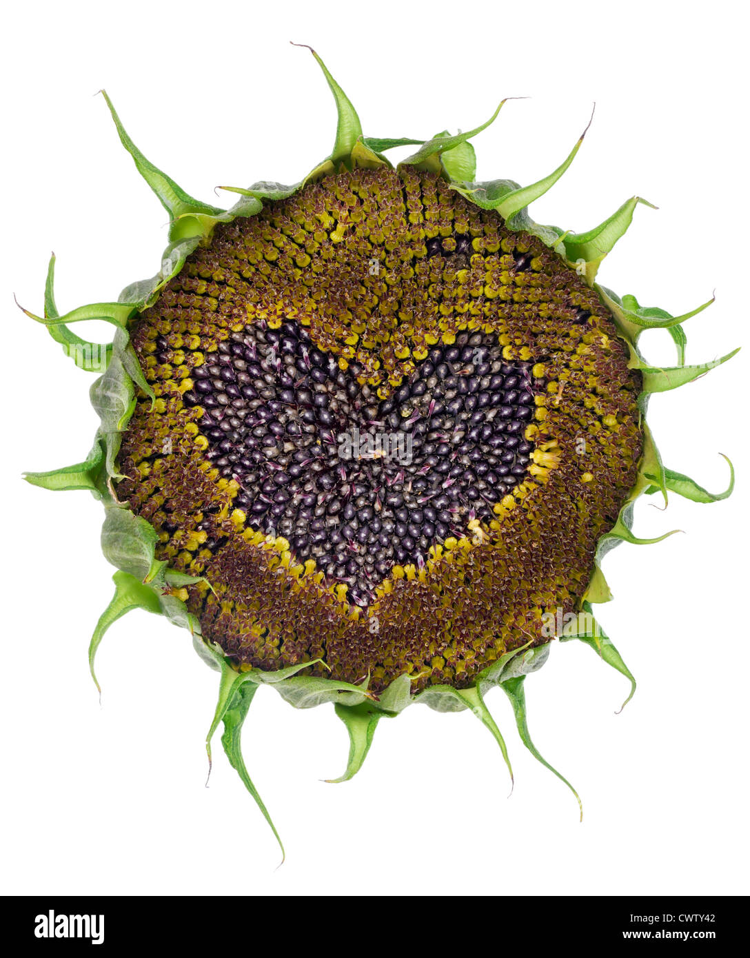 Blüte der Sonnenblume mit reifen schwarzen Samen und das Herzsymbol in Makro-Zukunft Liebe Energiekonzept. Isoliert Stockfoto