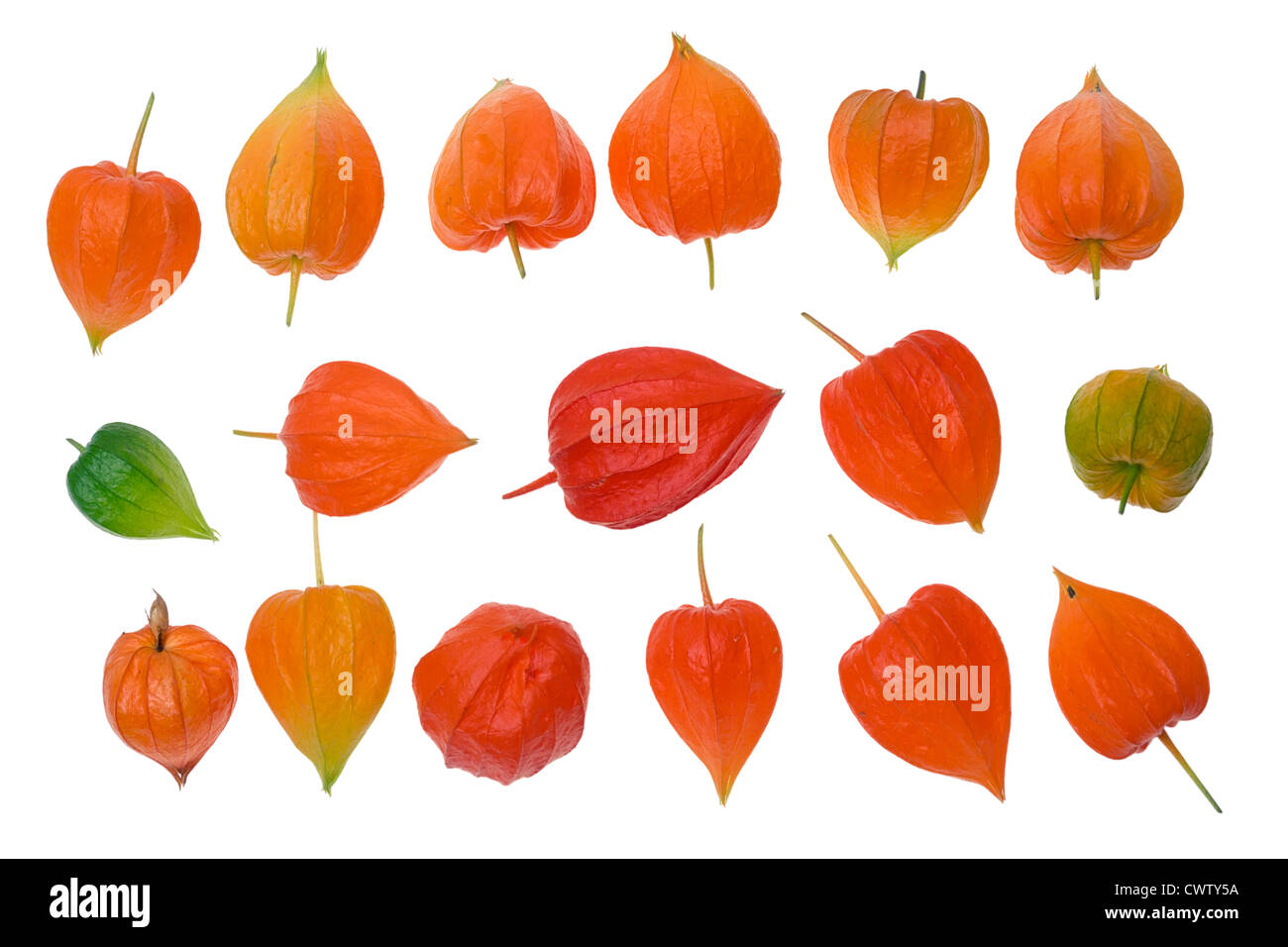 Leuchtende rote Physalis chinesische Laterne Herz Blüten als Desigfn Elemente festgelegt. Isoliert auf weiss. Stockfoto