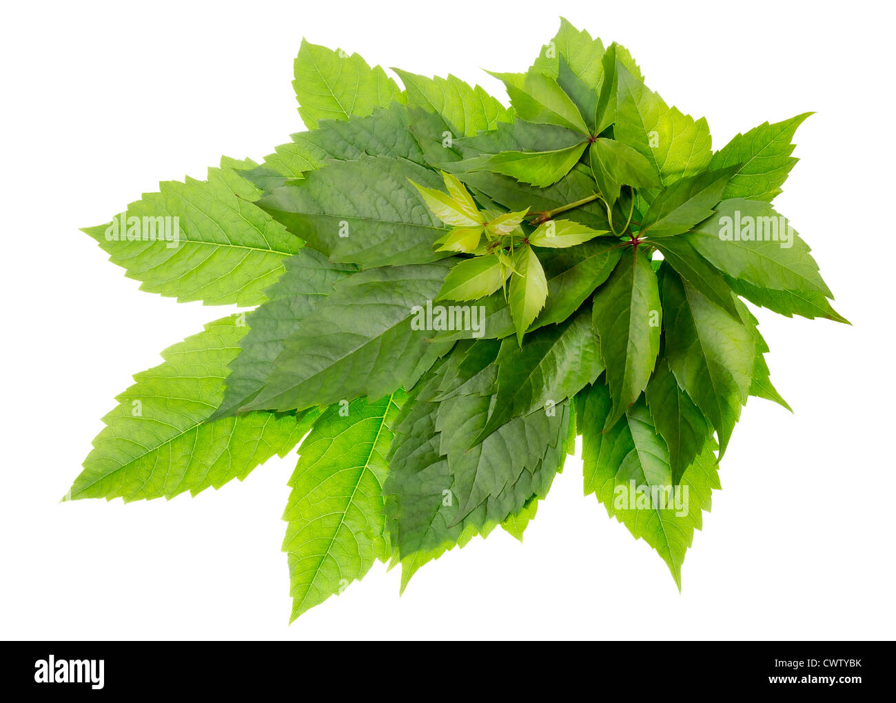 Wilde Weinblatt besteht aus der großen und kleinen Trauben Heap verlässt grünen Sommer. Isoliert Stockfoto