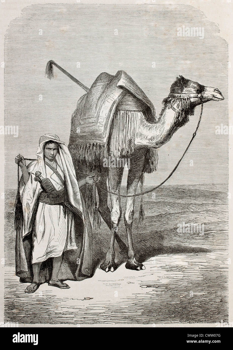 Alte Abbildung eines jungen Camels Zügel Stockfoto
