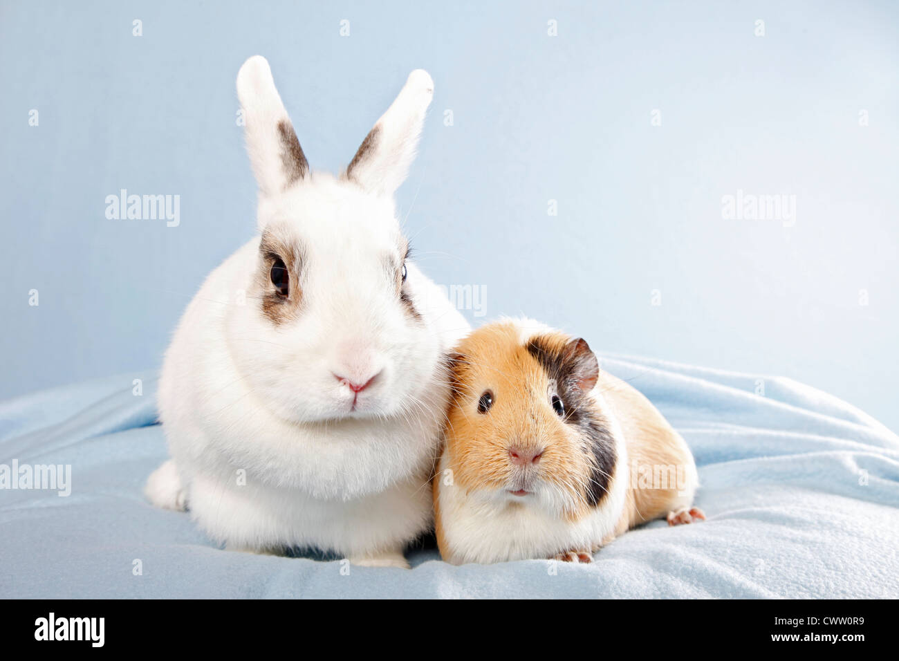 Zwergkaninchen & Meerschwein / Pygmäen Bunny und Guinea pig Stockfoto