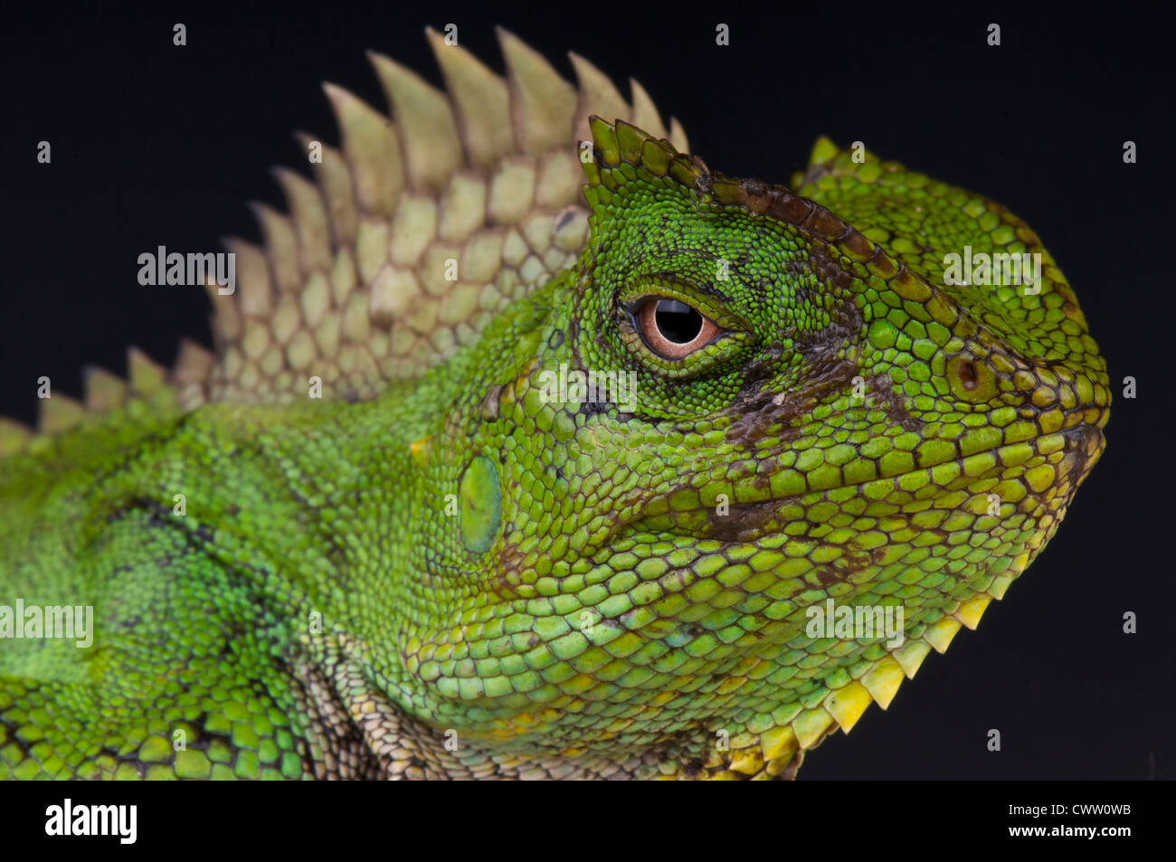 Chamäleon Agama / Gonocephalus Chamaeleontinus Stockfoto