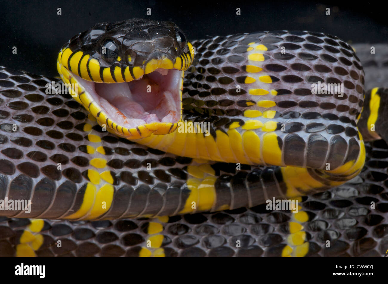 Angriff auf Mangroven Schlange / Boiga Dendrophila Stockfoto