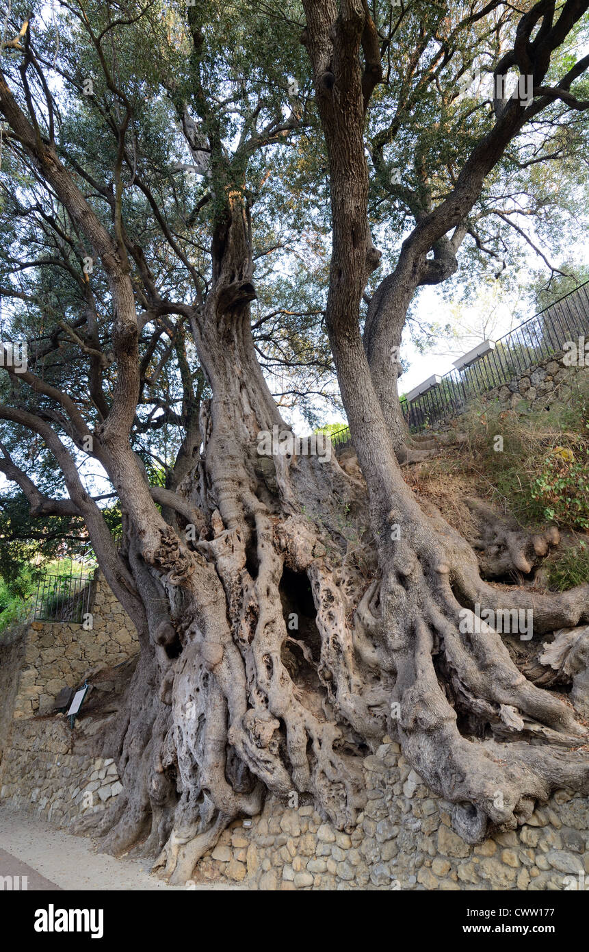 Alte knorrige 1000-jährige alte Olivenbaum in Roquebrune-Cap-Martin Alpes-Maritimes Frankreich Stockfoto