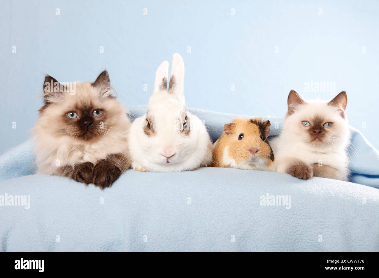 Katze & Kaninchen & Meerschweinchen / Katze, Hase und Guinea pig  Stockfotografie - Alamy