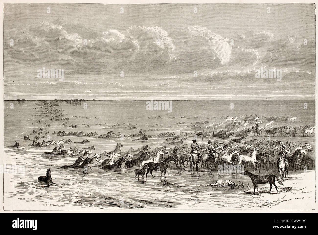 Pferde fording Wolga Stockfoto