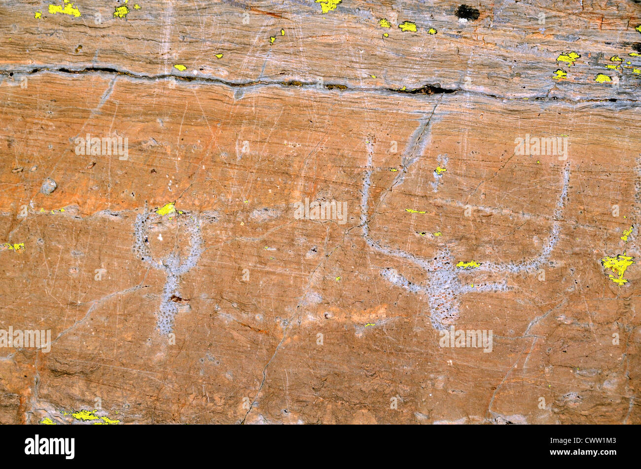 Bronzezeit Felsgravuren Schnitzereien oder Petroglyphen von Bulls im Vallée des Merveilles Mercantour Nationalpark Frankreich Stockfoto