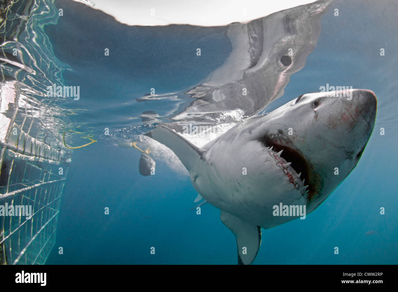 Ein großer weißer Hai übergibt einen Haikäfig Stockfoto