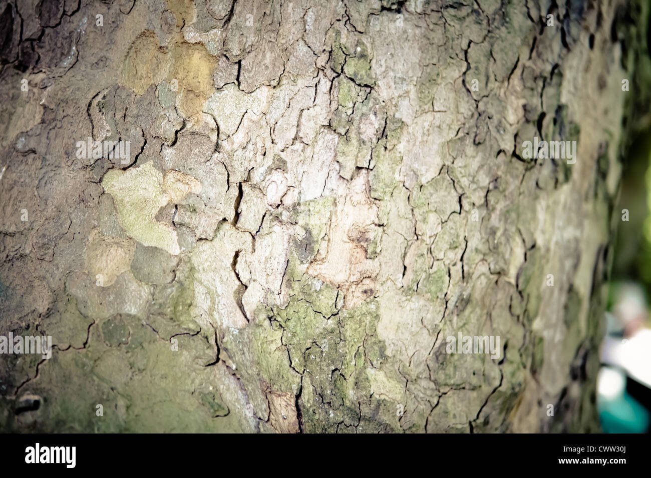 Rinde eines Baumes Stockfoto