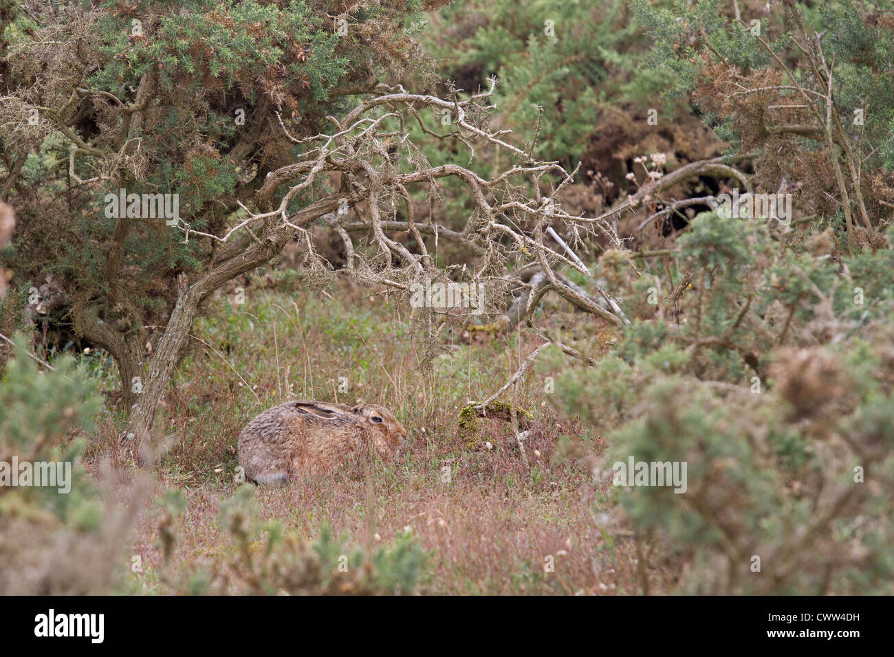 Feldhase sitzen unter einem Busch Ginster Stockfoto