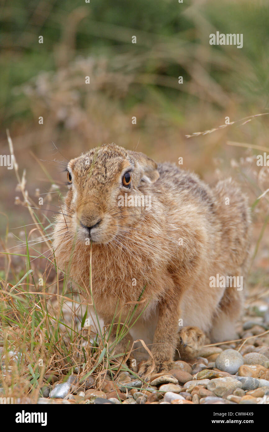 Brauner Hase Essen getrocknete Grass Stamm Stockfoto