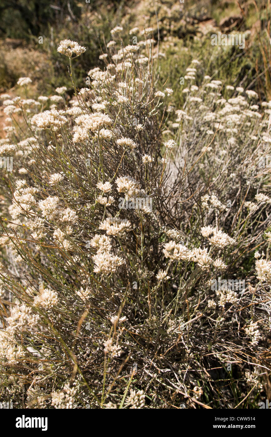 Fynbos Blumen Stockfoto