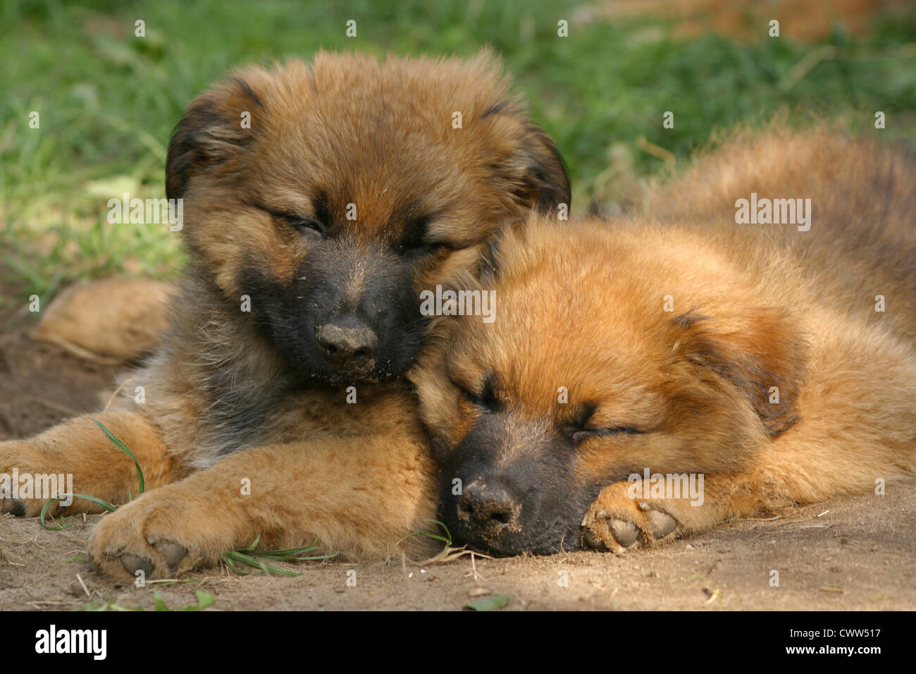 Harzer Fuchs Welpen Stockfoto