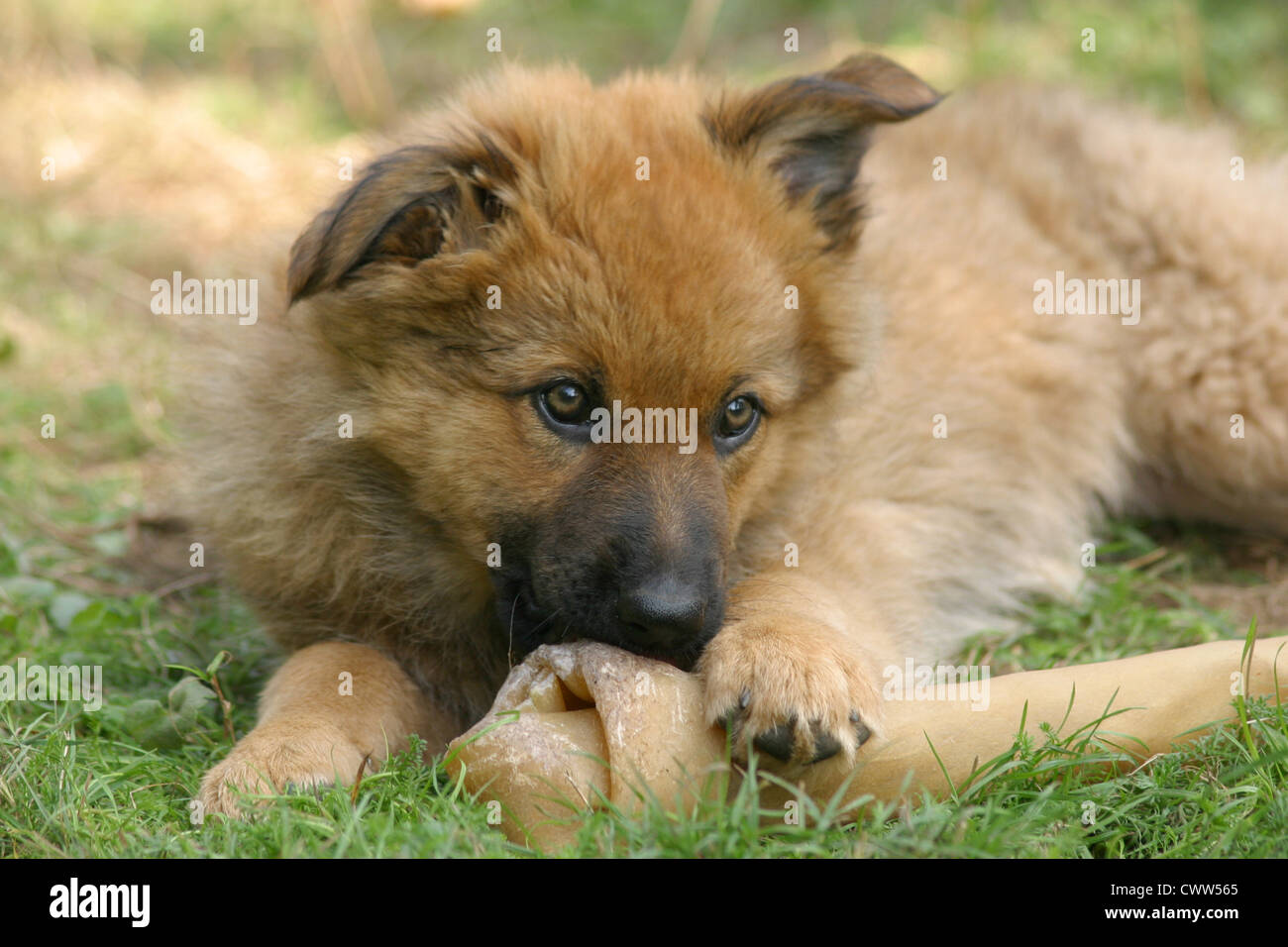 Harzer Fuchs Welpen Stockfoto