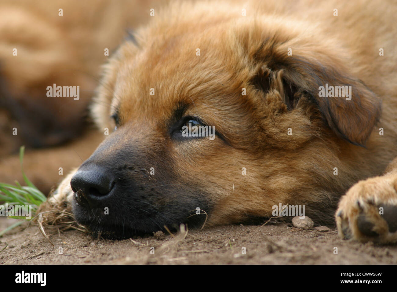 Harzer Fuchs Welpen Stockfoto