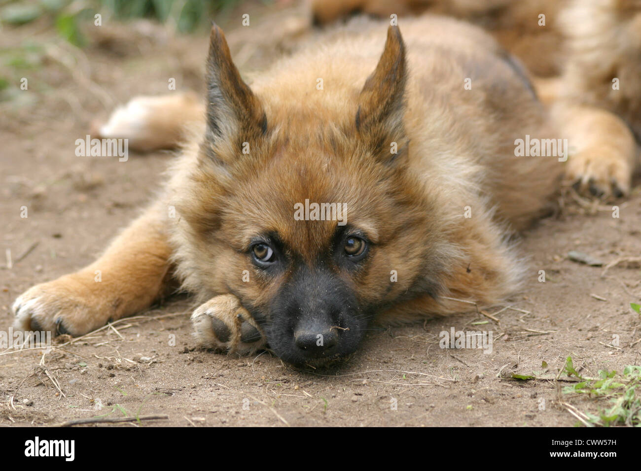 Harzer Fuchs Welpen Stockfoto