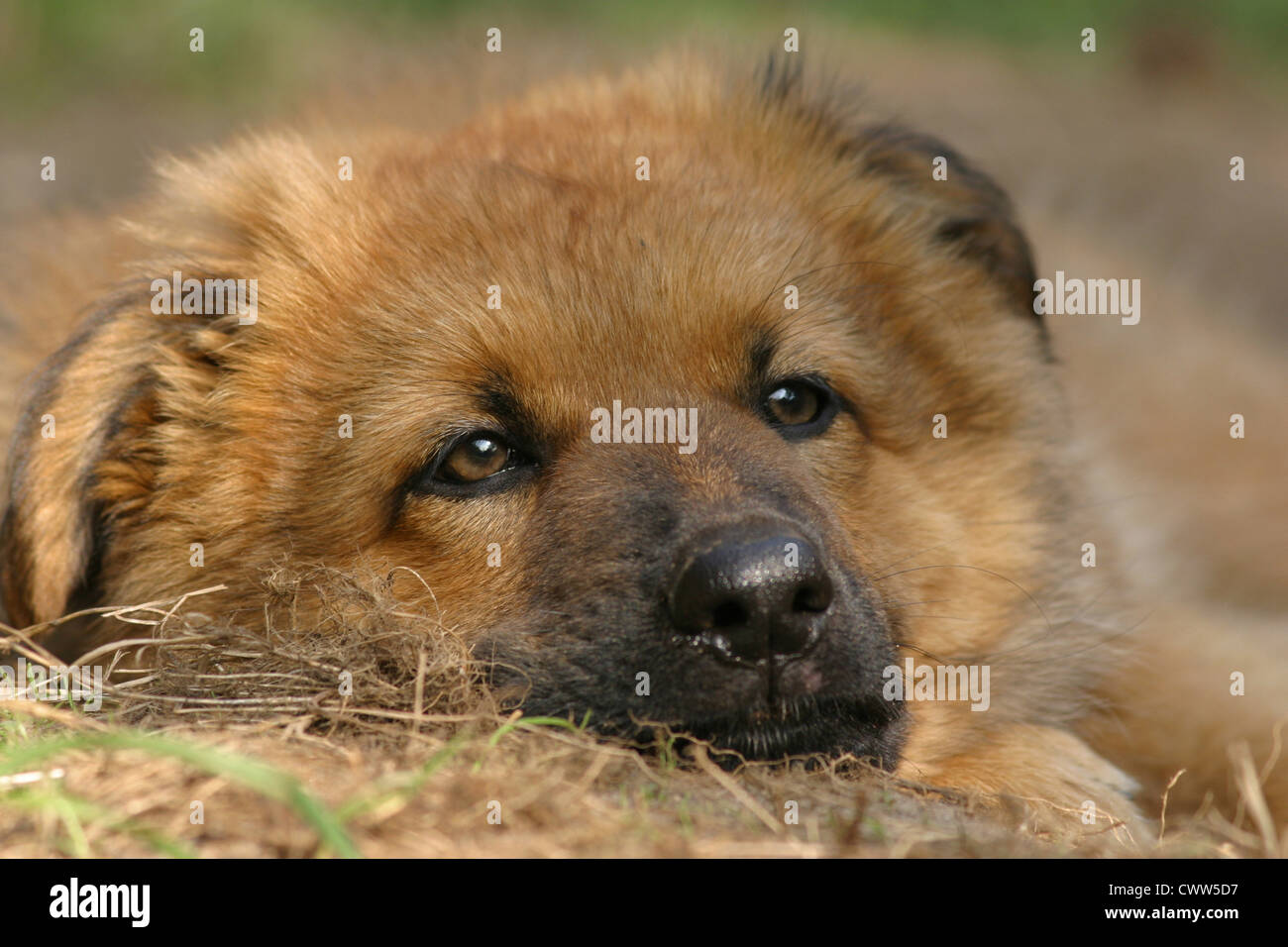 Harzer Fuchs Welpen Stockfoto