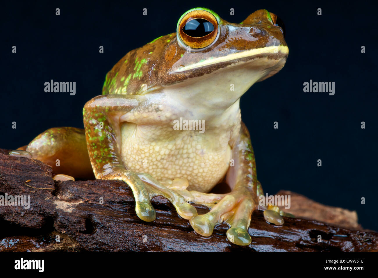 Riesige Treefrog / Boophis Albilabris Stockfoto