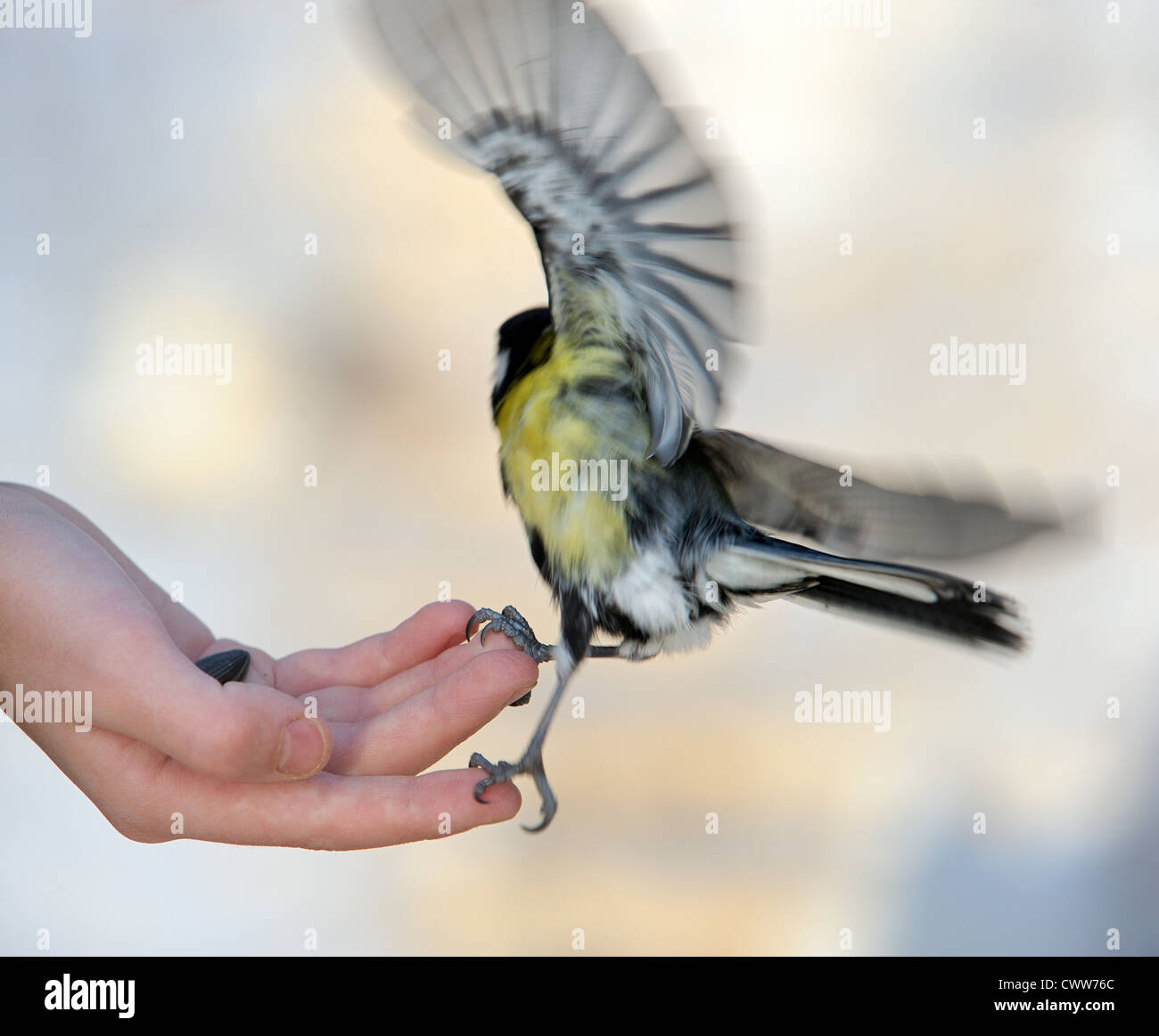 Die Meise nimmt Sonnenblumenkerne aus einer Hand des jungen. Stockfoto