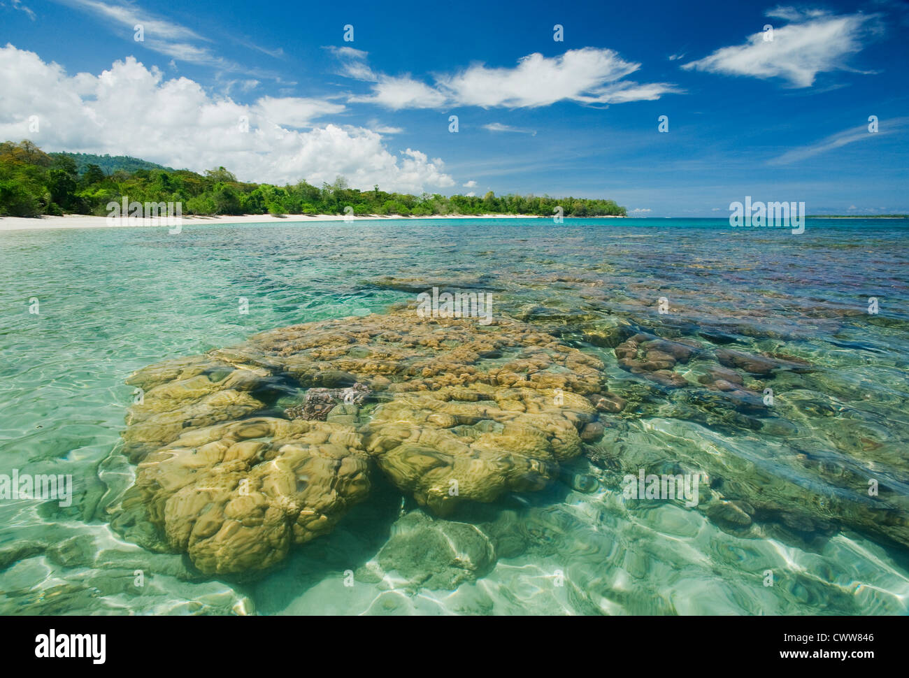 Korallen, Strand in der Nähe von Taima, Tompotika Halbinsel, Zentral Sulawesi, Indonesien Stockfoto