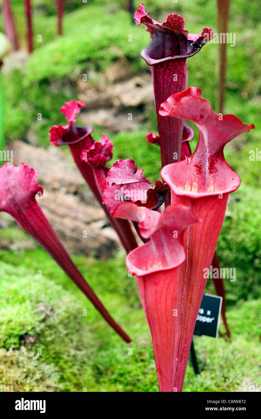 Sarracenia X catesbaei, nordamerikanischen Kannenpflanze. Stockfoto