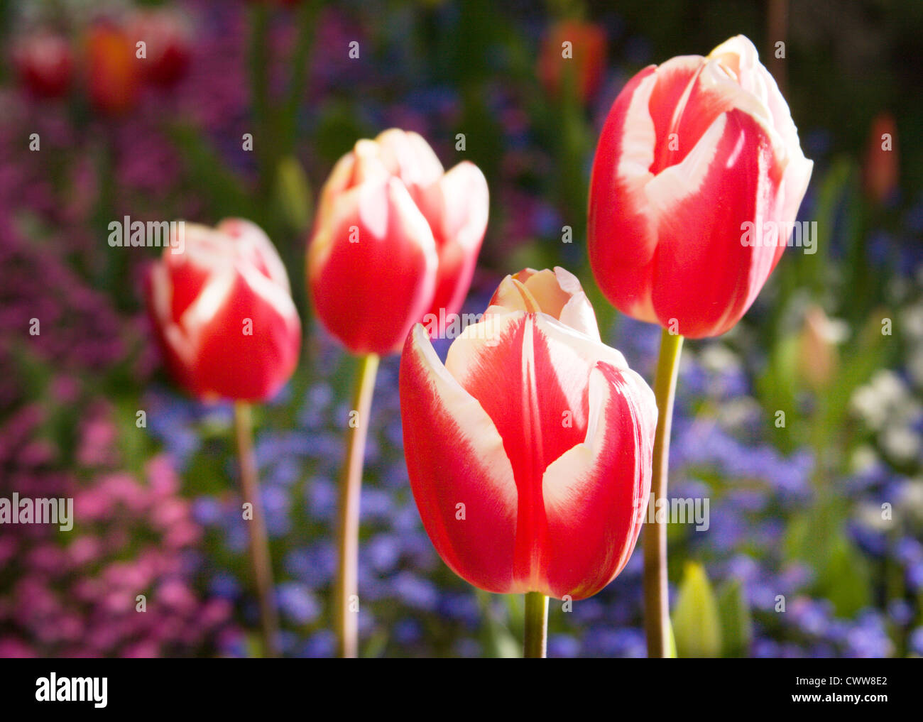 Schöne bunte rote und weiße Tulpen in Nahaufnahme, mit blauen Blüten im Hintergrund Stockfoto