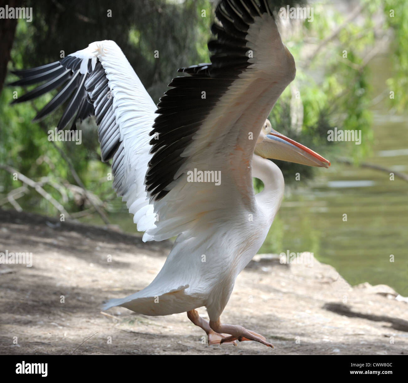 Pelikan dehnen ihre Flügel, fliegen über dem Ufer des Sees. Stockfoto