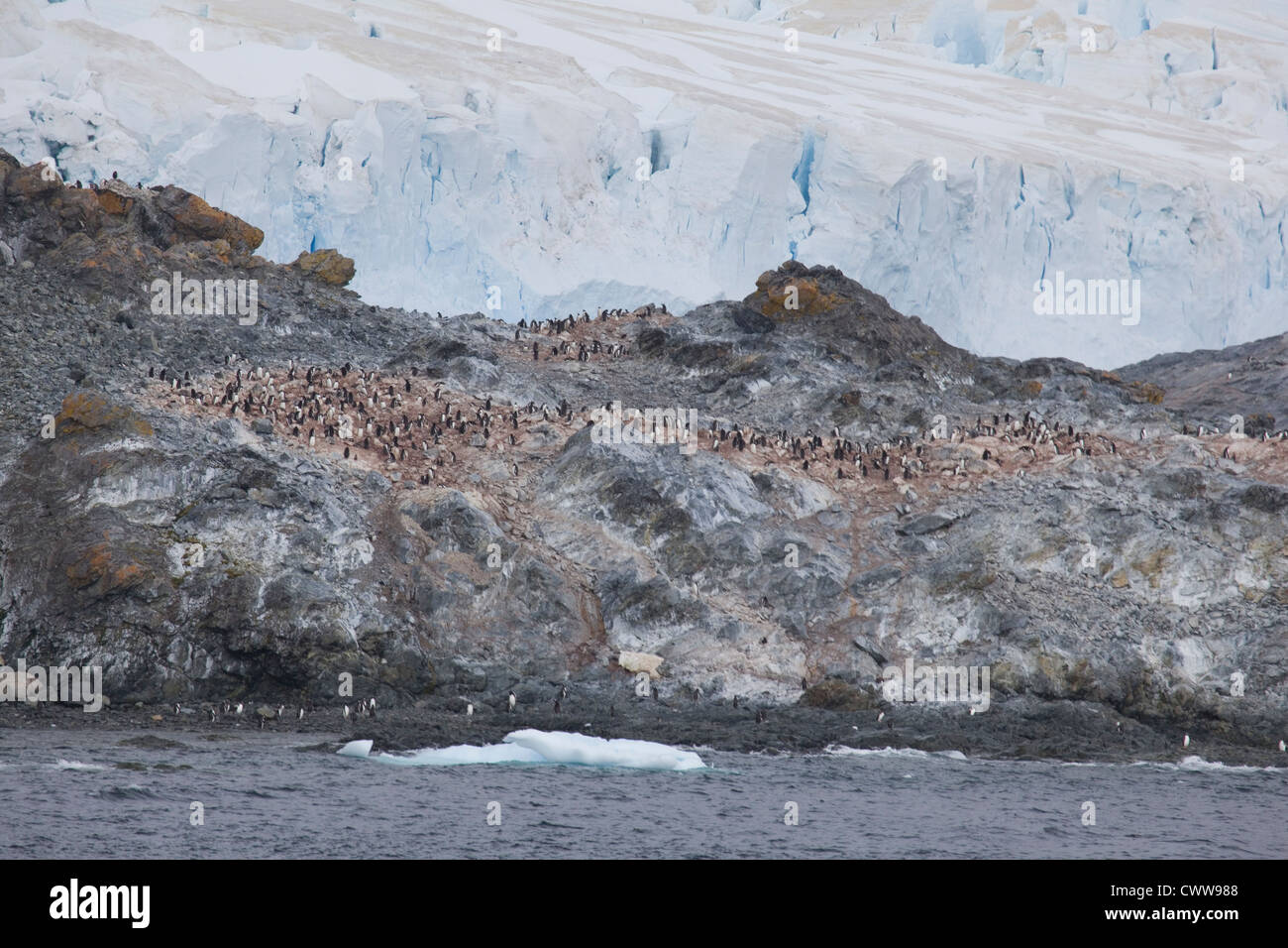 Pinguin-Kolonie auf den Süd-Shetland-Inseln, Antarktis Stockfoto