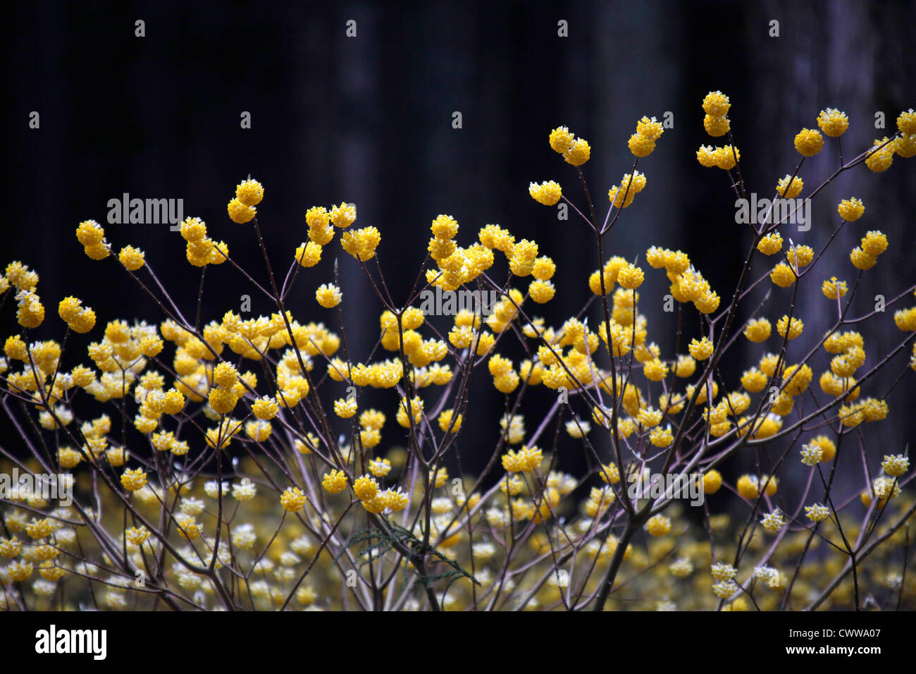 Edgeworthia Chrysantha in einem Wald Cryptomeria Japan Stockfoto