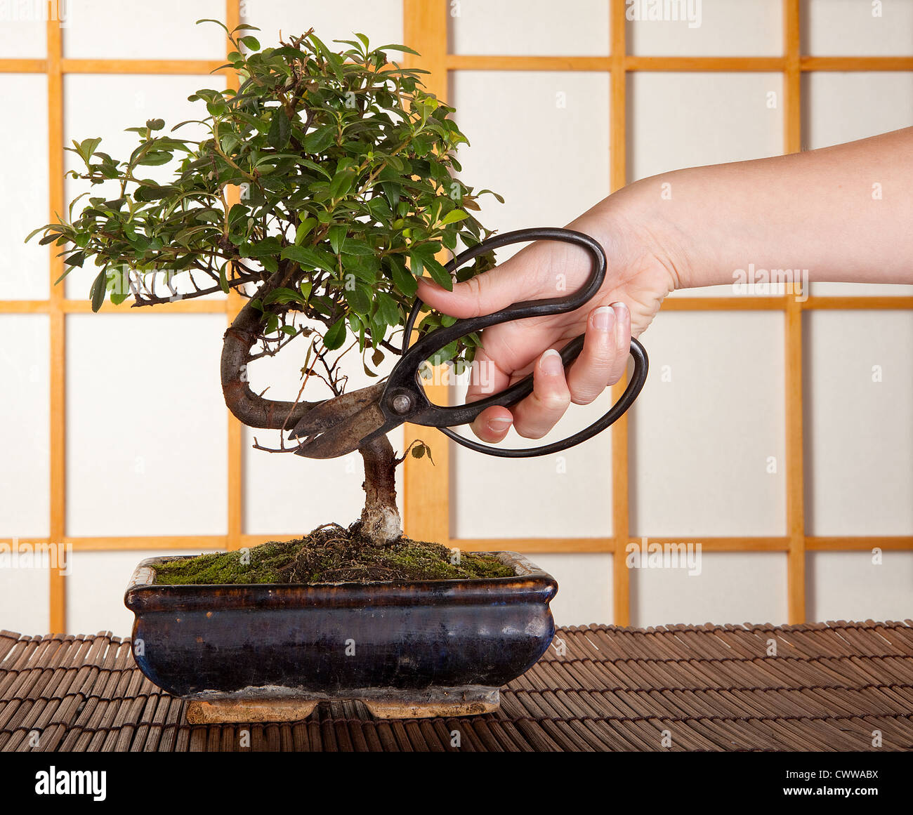 Hand, schneiden einen Bonsai-Baum vor einem japanischen Shoji Schiebefenster Stockfoto