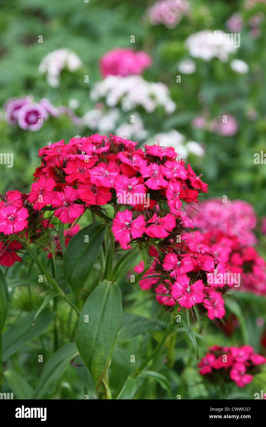 Schöne rote Blumen in voller Blüte Stockfoto