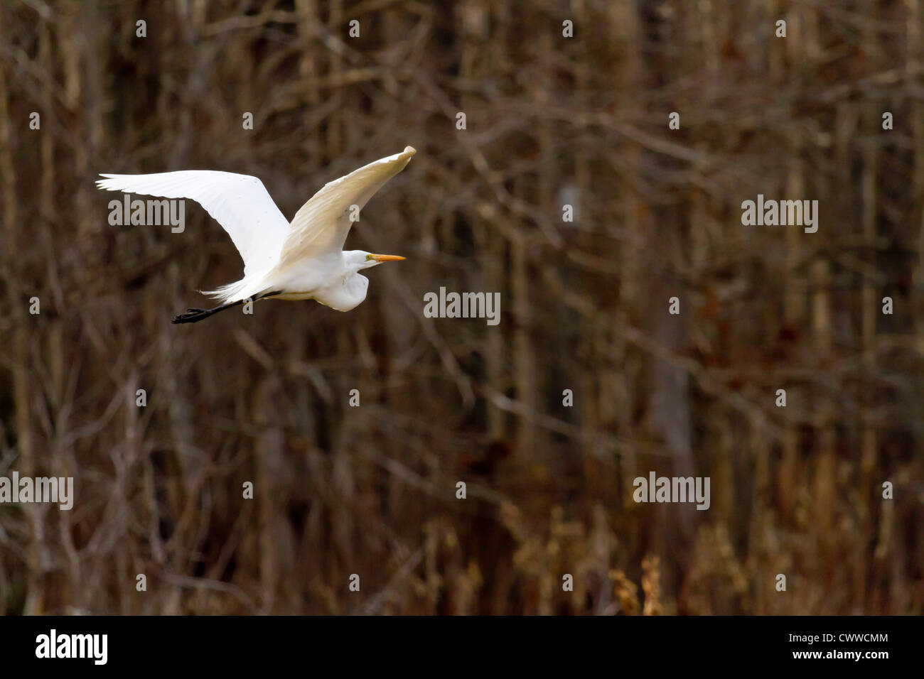 Silberreiher (Ardea Alba) während des Fluges in Zentral-Florida Stockfoto