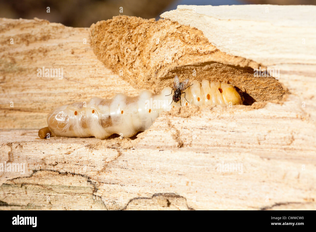 Weiße Maden fressen das Holz eines toten Baumes in Zentralflorida Stockfoto