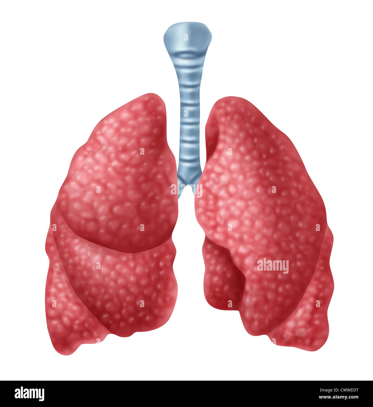 Menschliche Lunge Organ isoliert auf weißem Hintergrund, die ...