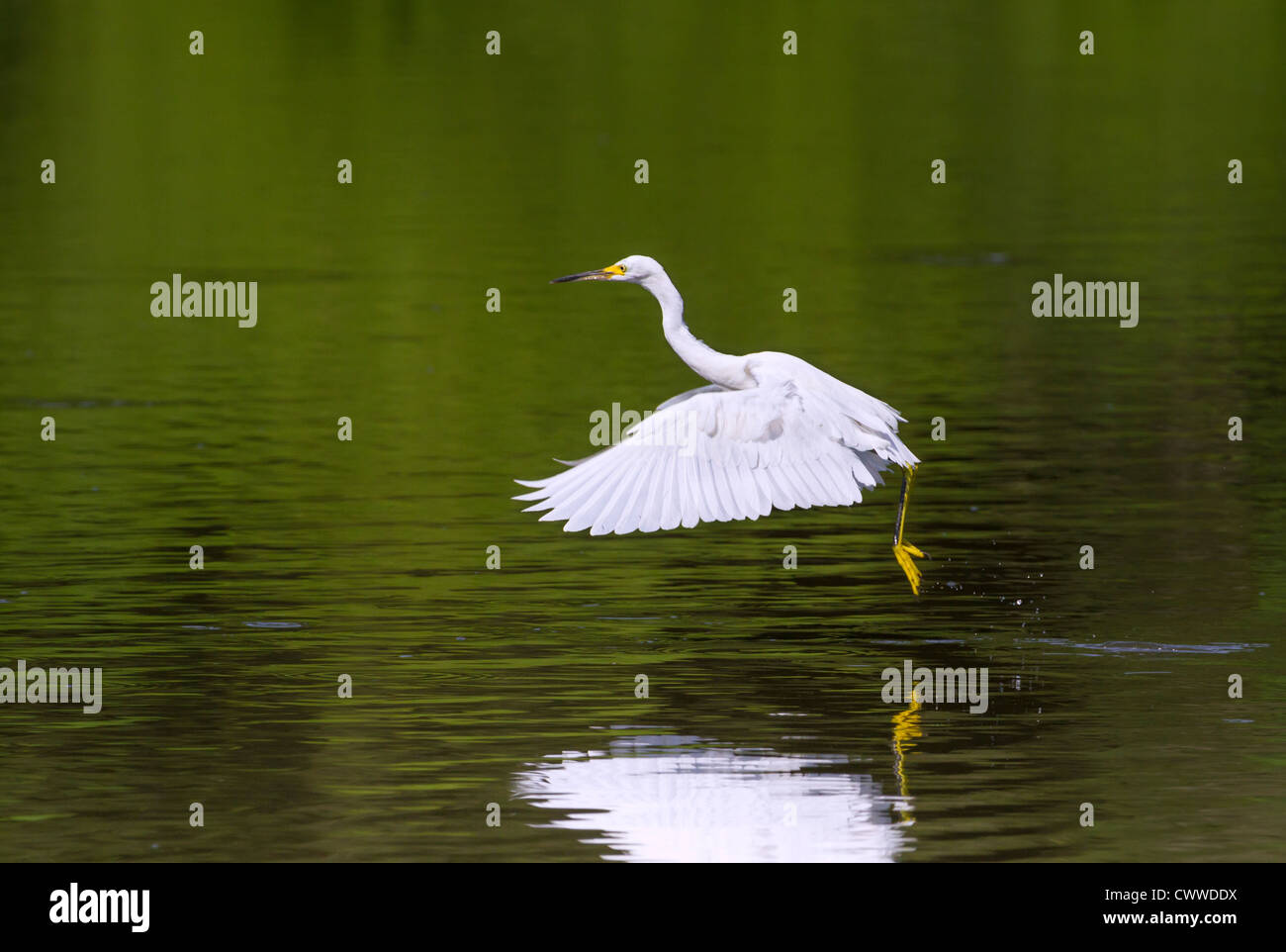 Snowy Silberreiher (Egretta unaufger) tanzen auf dem Wasser (South Carolina, USA). Stockfoto