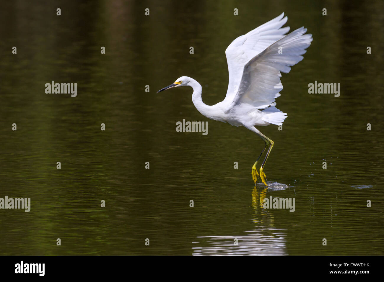 Snowy Silberreiher (Egretta unaufger) tanzen auf dem Wasser (South Carolina, USA). Stockfoto
