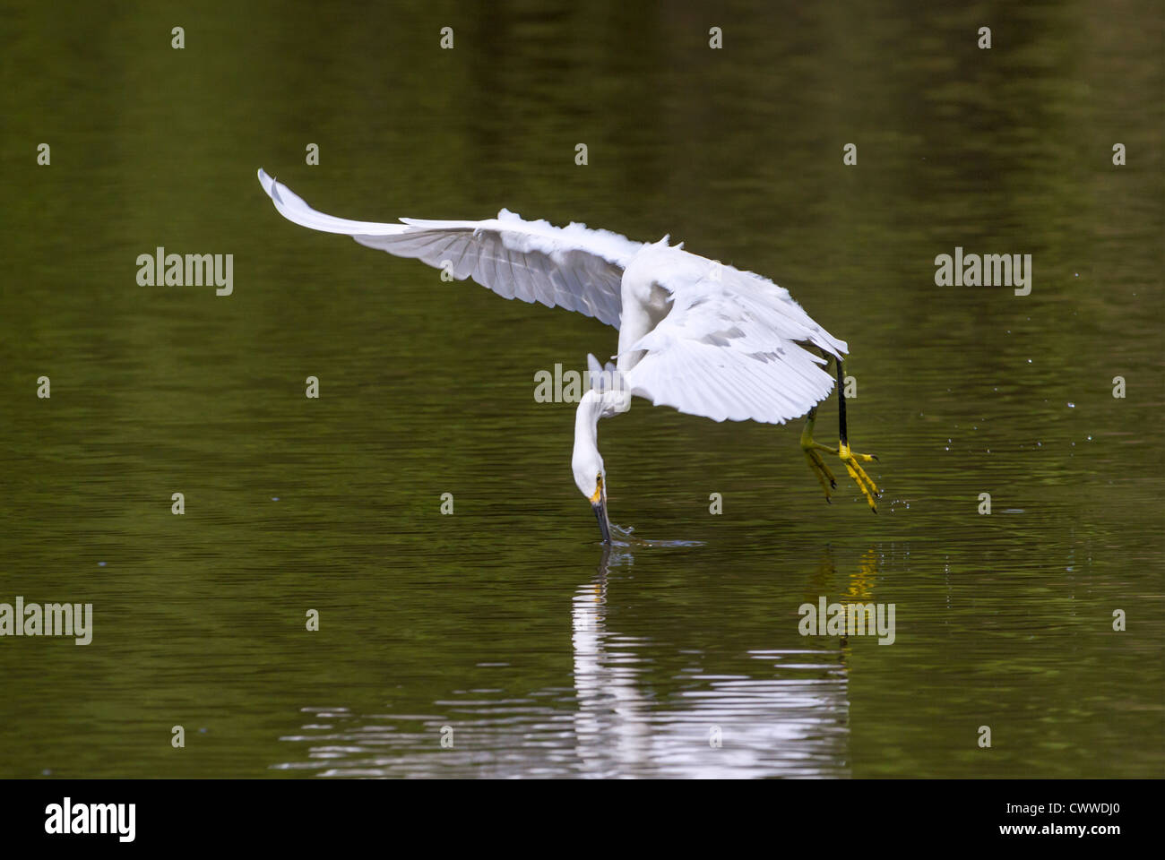 Snowy Silberreiher (Egretta unaufger) Jagd (South Carolina, USA). Stockfoto