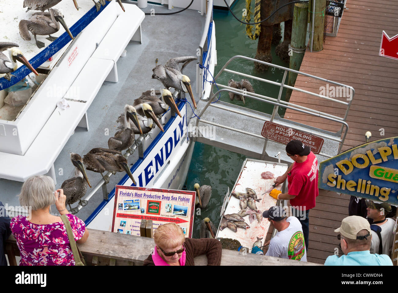Tiefsee-Fischerboot hand Reinigung Fisch auf dem Pier am John's Pass in Madeira Beach, Florida Stockfoto