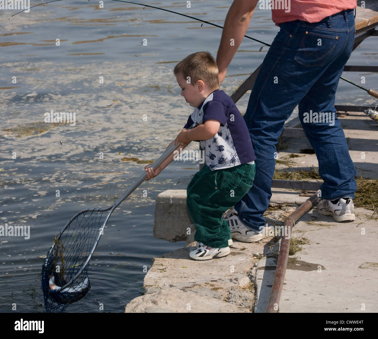 Ein drei-Jahr-alte junge Netze eine Forelle im Giant Springs State Park, Mt. (MR) Stockfoto