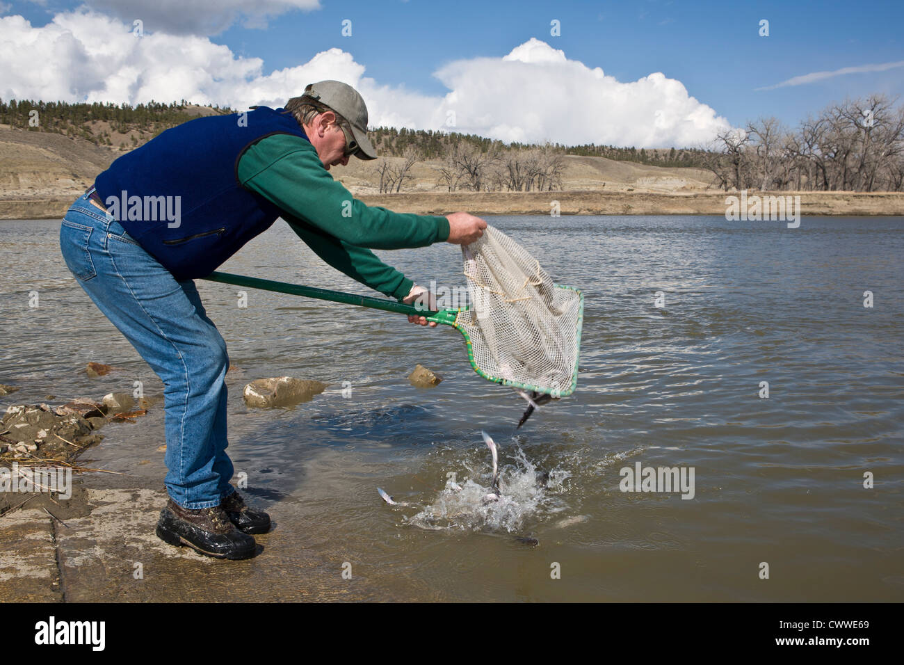 Montana FW & P Fischerei Techniker sichert Netz von blassen Stör (Scaphirhyncus Albus) in den Missouri River. Stockfoto