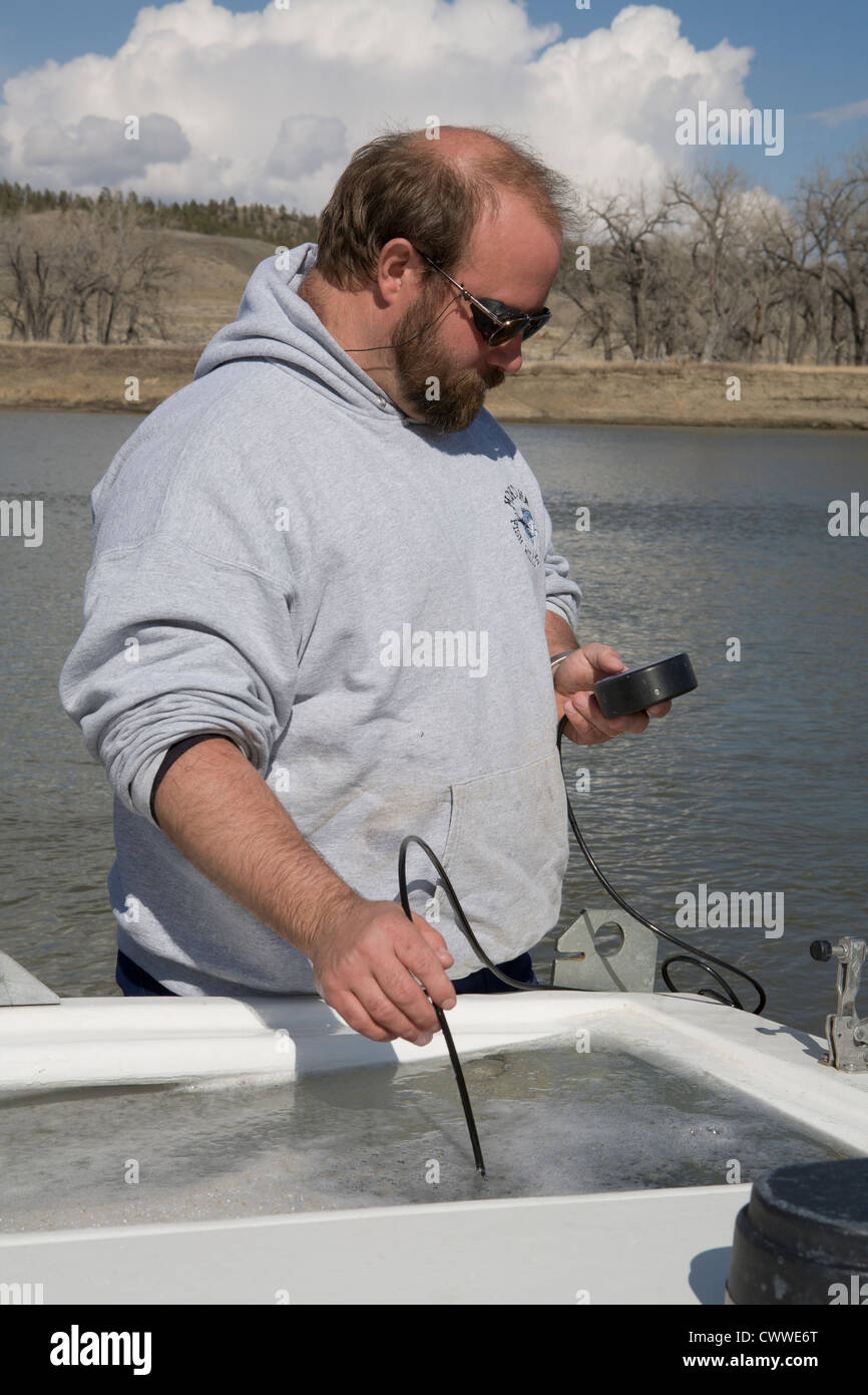 Montana Fische, & Wildparks Fischerei-Biologe prüft Wassertemperatur vor dem Einpflanzen blassen Stör in den Missouri. Stockfoto