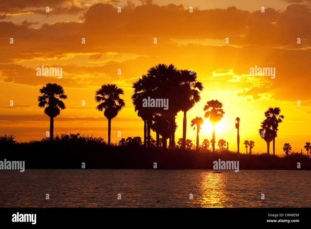 Afrikanischen Sonnenuntergang mit Palmen, See Manze, Selous Game Reserve Tansania Afrika Stockfoto