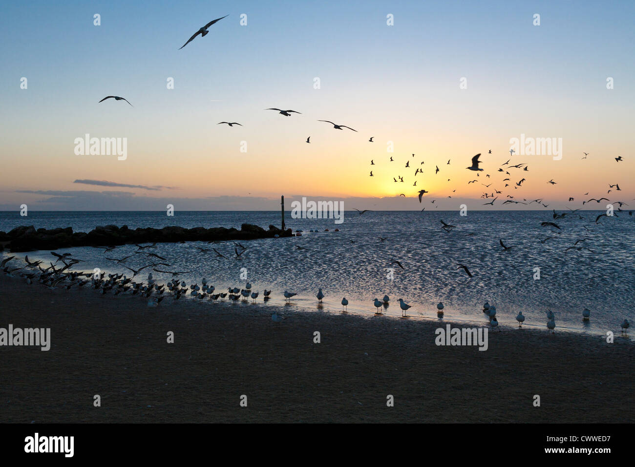 Eine Herde von Möwen füttern auf Fort Island Golf Strand bei Ebbe in der Nähe von Crystal River, Florida Stockfoto