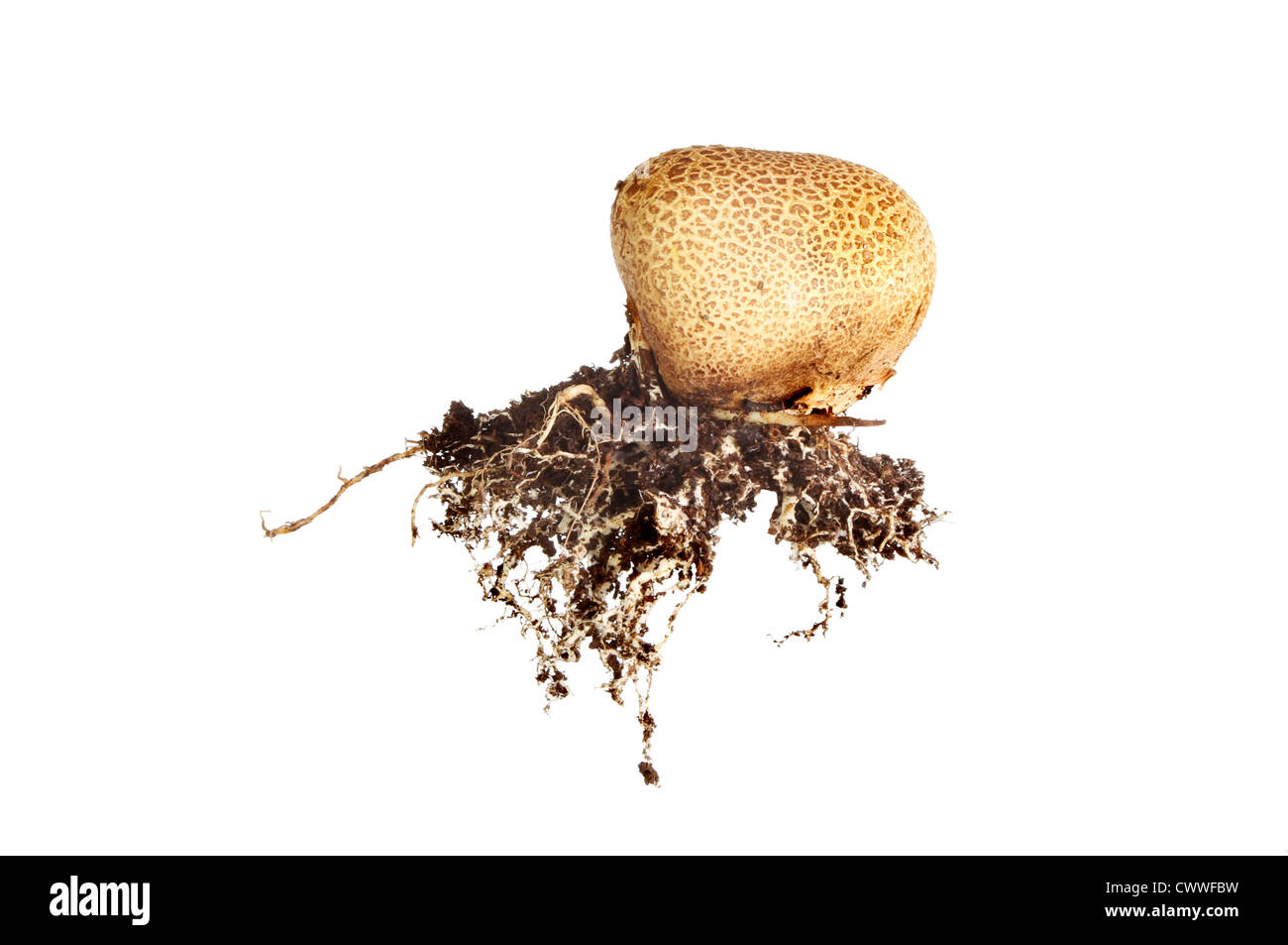 Blätterteig-Kugel Pilze und root-Struktur isoliert gegen weiß Stockfoto