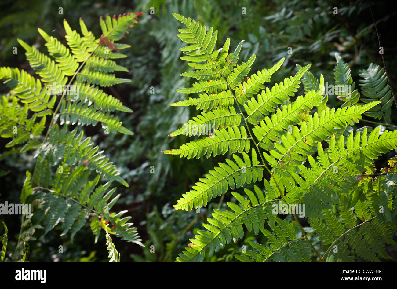 Frischer grüner Farn Wald Hintergrund Stockfoto