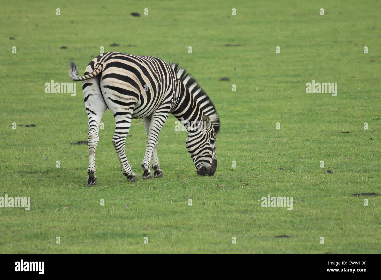 Chapmans Zebra Rauschen Schwanzspitze und Beweidung Stockfoto